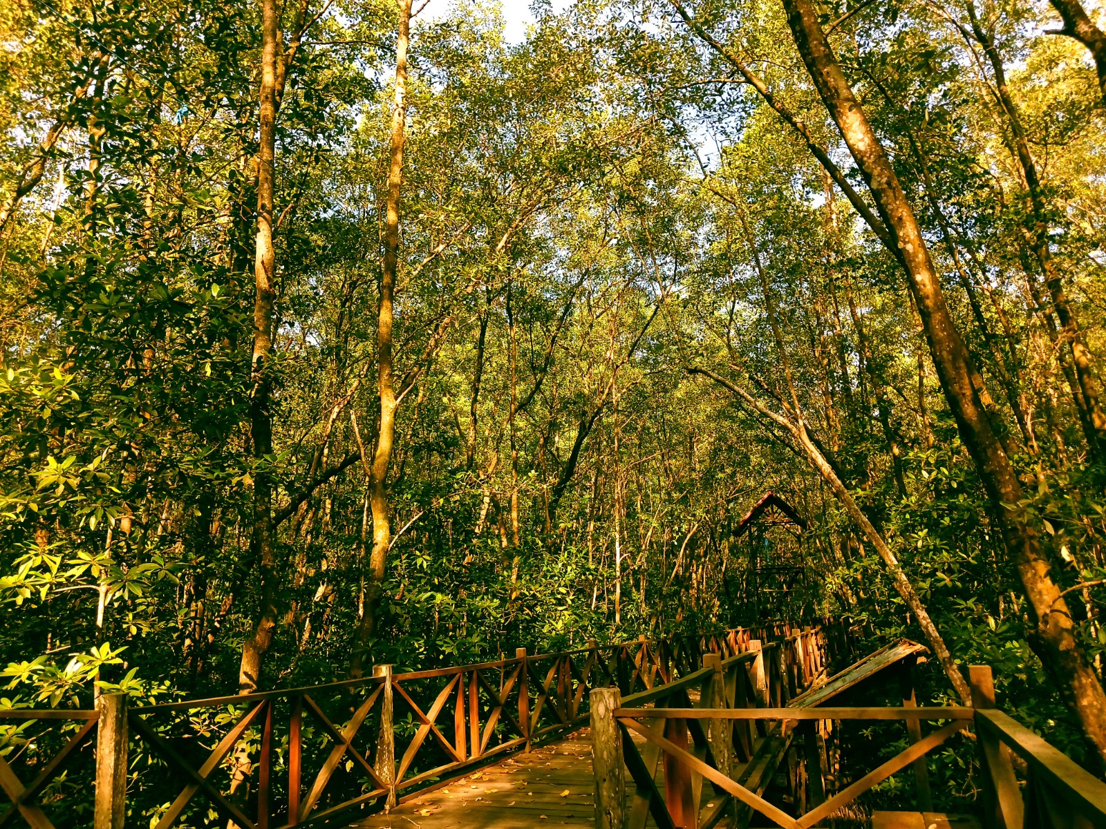 Panorama Hutan Mangrove Kampung Baru di Tanjung Jumlai, Penajam &mdash; jembatan kayu membelah hijau alami pesisir yang memanjakan mata