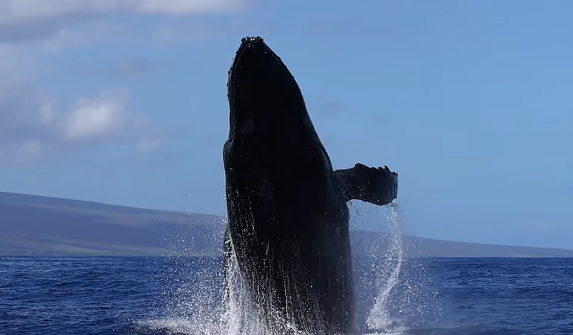 Paus Bungkuk meloncat penuh tenaga di perairan biru Maui &mdash; aksi langka yang terekam sempurna, menegaskan keajaiban laut Hawaii.
