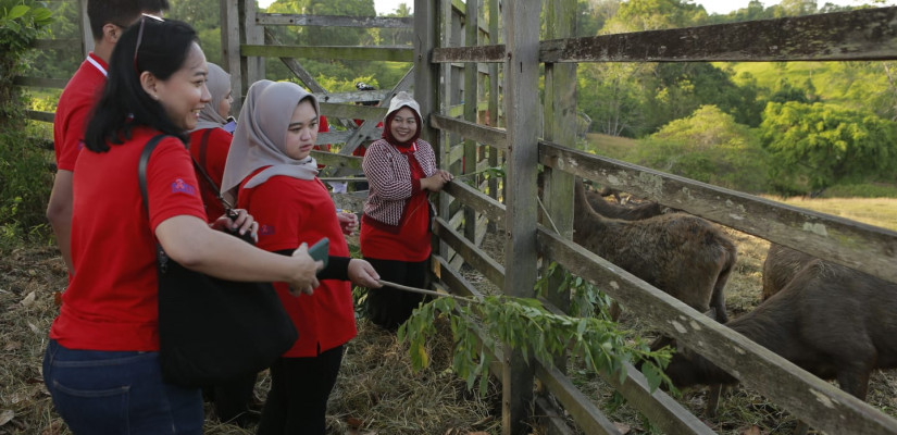 Rusa sambar di Penangkaran Rusa Penajam, simbol harmoni antara manusia dan alam Kalimantan.