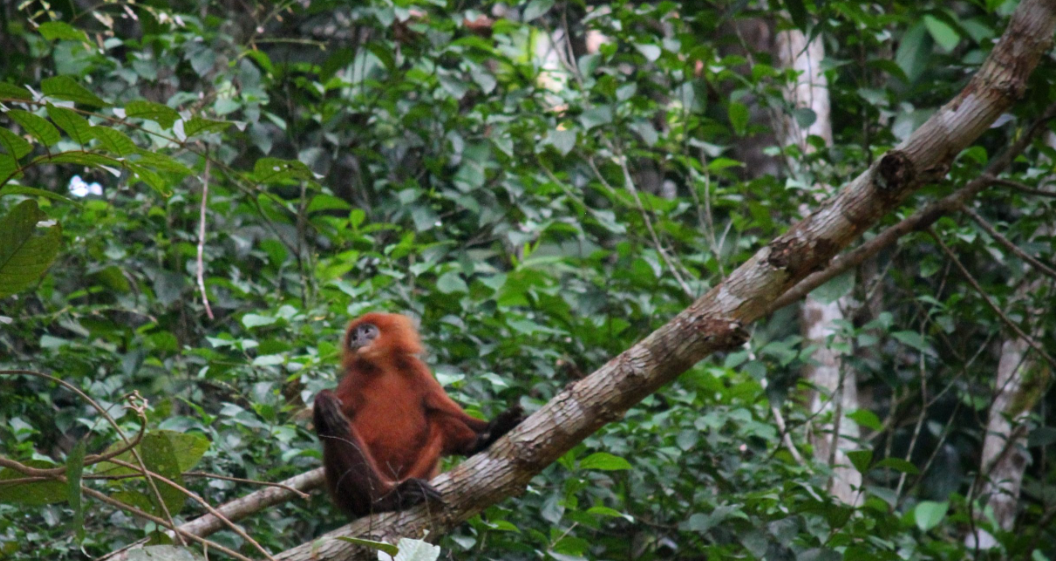 lutung merah