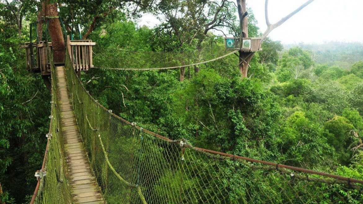 Pohon Bangkirai raksasa dengan jembatan kanopi yang membentang di atas hutan tropis hijau&mdash;visual epik khas Kalimantan.