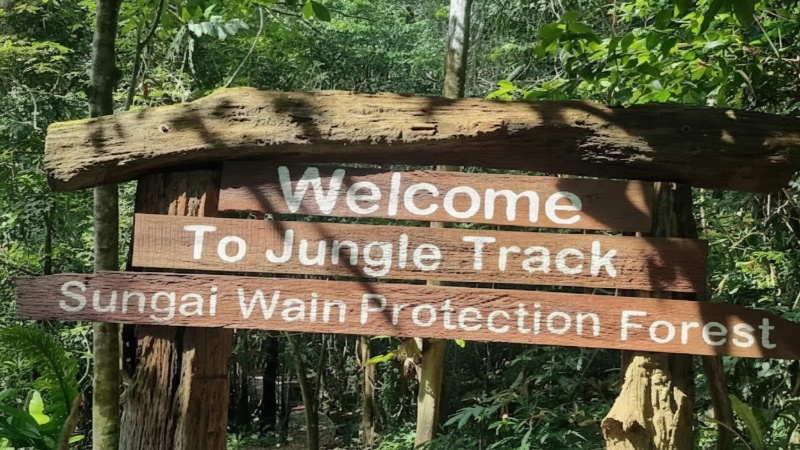Panorama rimbun Hutan Lindung Sungai Wain di Balikpapan &mdash; tempat flora-fauna langka berpadu dalam harmoni alam yang menenangkan.