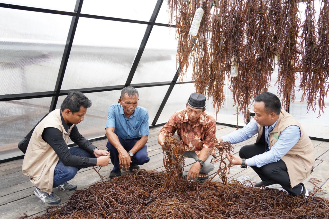 Petani Tihi Tihi sedang memeriksa rumput laut dalam Solar Dryer Dome modern berbasis listrik.