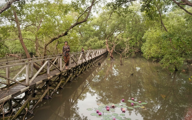 Hamparan mangrove hijau dengan jembatan kayu panjang&mdash;visual alami yang langsung memancing rasa eksplorasi.