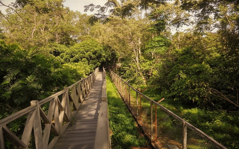 &ldquo;Panorama Hutan Lindung Sungai Wain &ndash; hamparan vegetasi hijau lebat dengan sinar matahari menembus kanopi pepohonan, memberi kesan liar nan memikat.&rdquo;