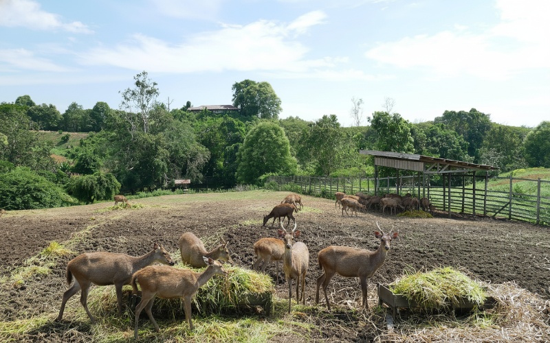 Rusa sambar di padang hijau Penangkaran Rusa PPU &mdash; visual alami yang memikat perhatian wisatawan.