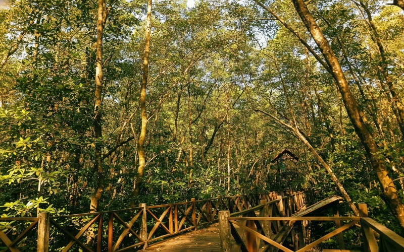 Wisata hutan mangrove PPU &mdash; jalur kayu hijau, nuansa pesisir, dan suasana tenang yang memanjakan mata.