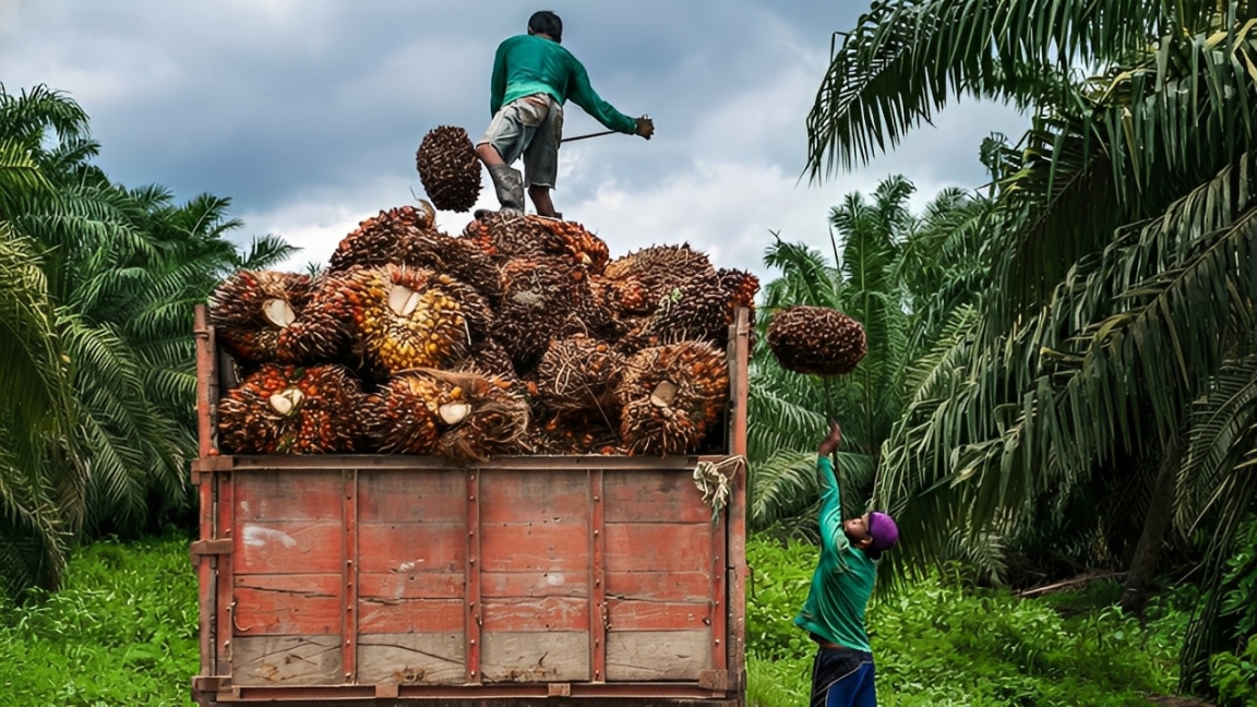 Dua pekerja sawit sedang memuat tandan buah sawit ke atas truk di area perkebunan.