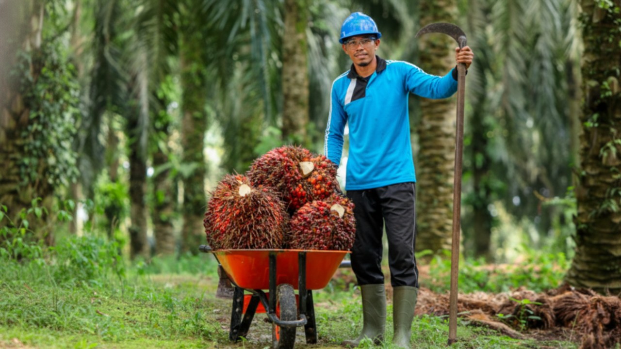 &ldquo;Perkebunan kelapa sawit PPU dengan lanskap hijau luas &mdash; visual kuat yang menggambarkan dominasi sawit dan dinamika agraria.&rdquo;