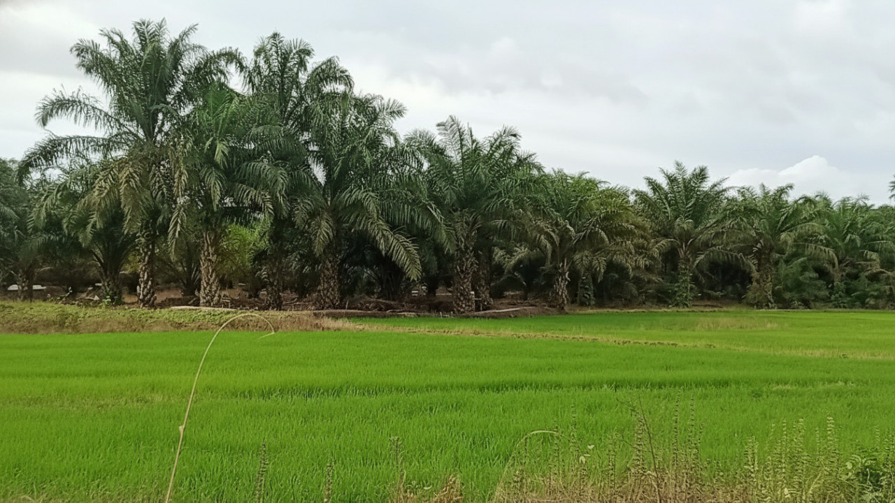 Petani menggarap lahan padi Penajam Paser Utara dalam program optimalisasi &mdash; visual dukung narasi peningkatan produksi untuk IKN.