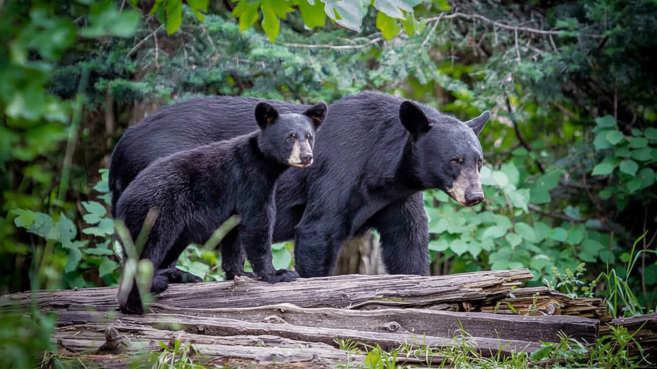 Beruang madu khas Kalimantan Timur di Honey Bear Conservation, simbol edukasi alam yang dekat dan bermakna.