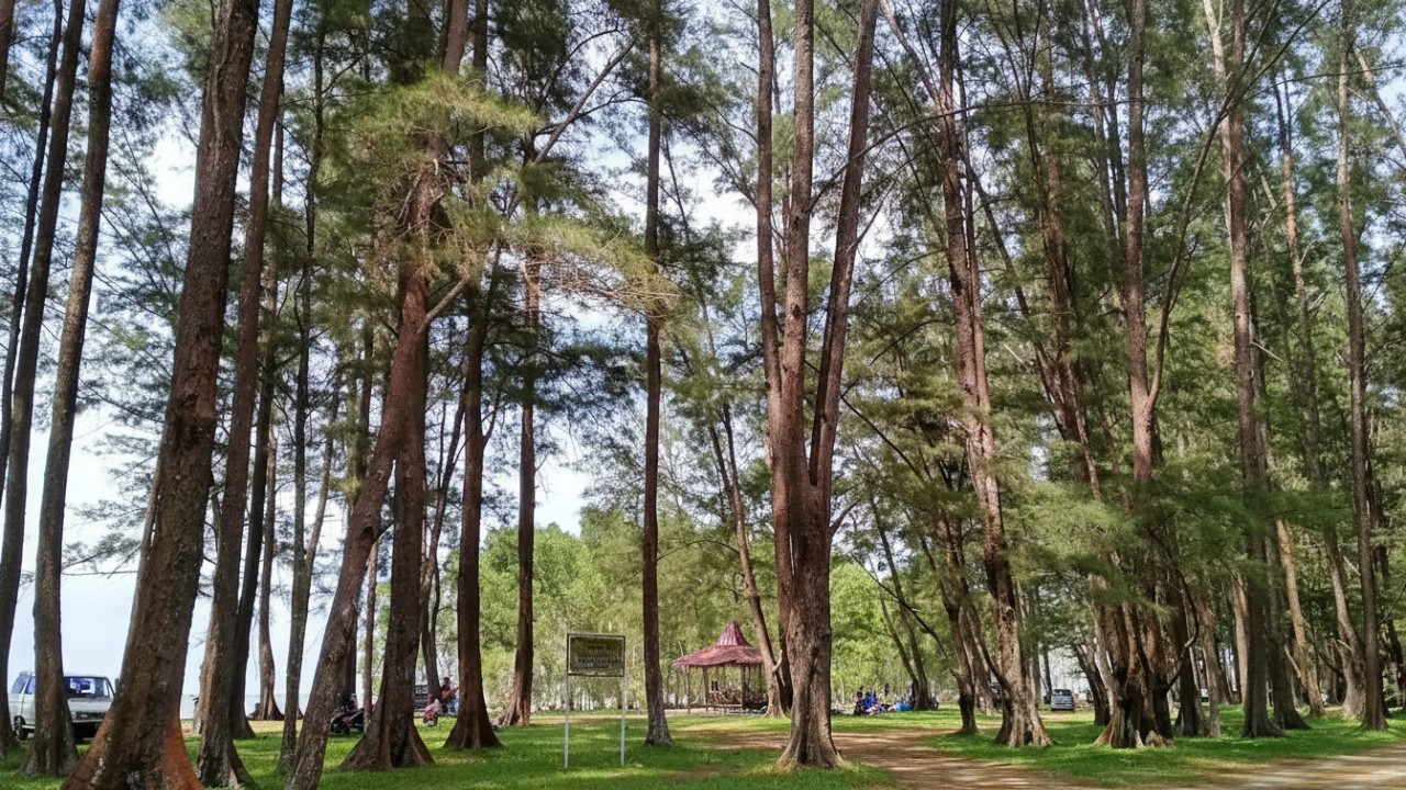 Hamparan pasir putih kecokelatan dan cemara teduh di Pantai Tanah Merah Tanjung Harapan, suasana santai yang menenangkan.