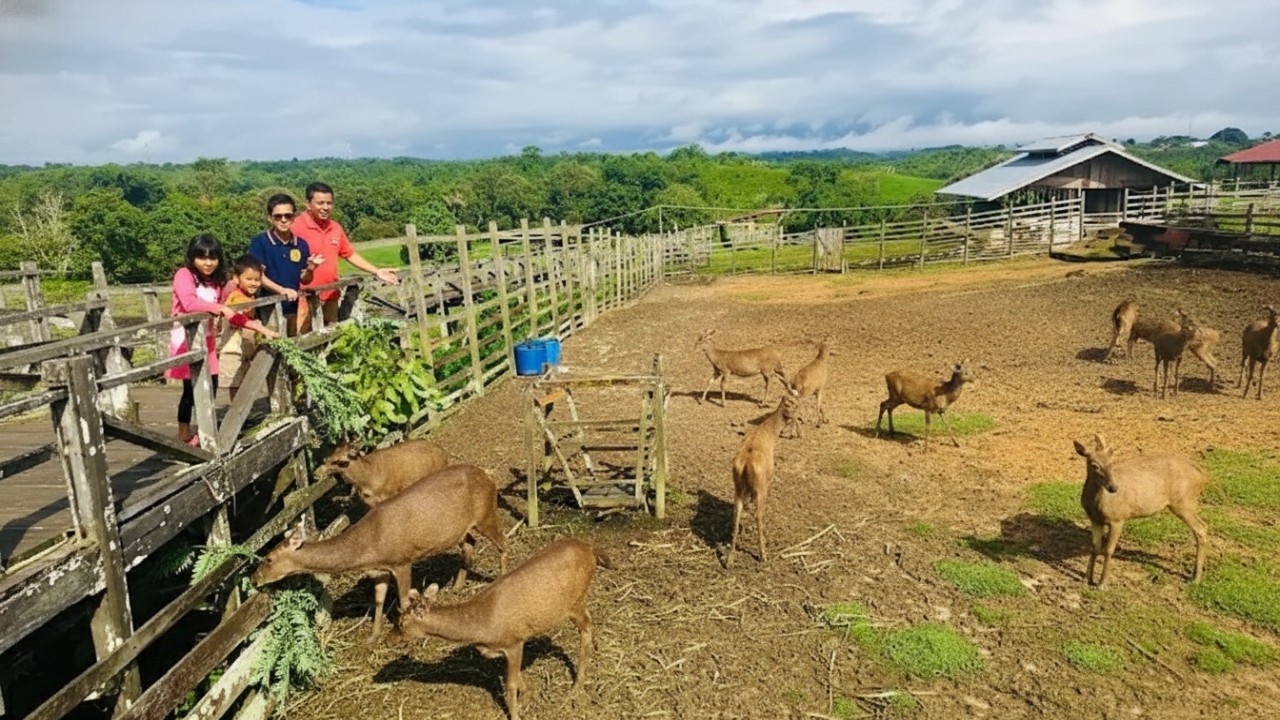 Rusa sambar di Penangkaran Rusa Penajam dengan latar hijau alami yang tenang dan ramah keluarga.