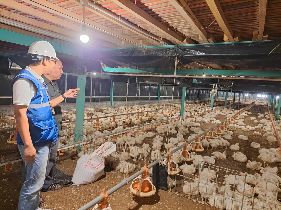 Usaha pembibitan ayam di Muara Enim, Sumatera Selatan, yang memanfaatkan pasokan energi listrik untuk mendukung operasional kandang.