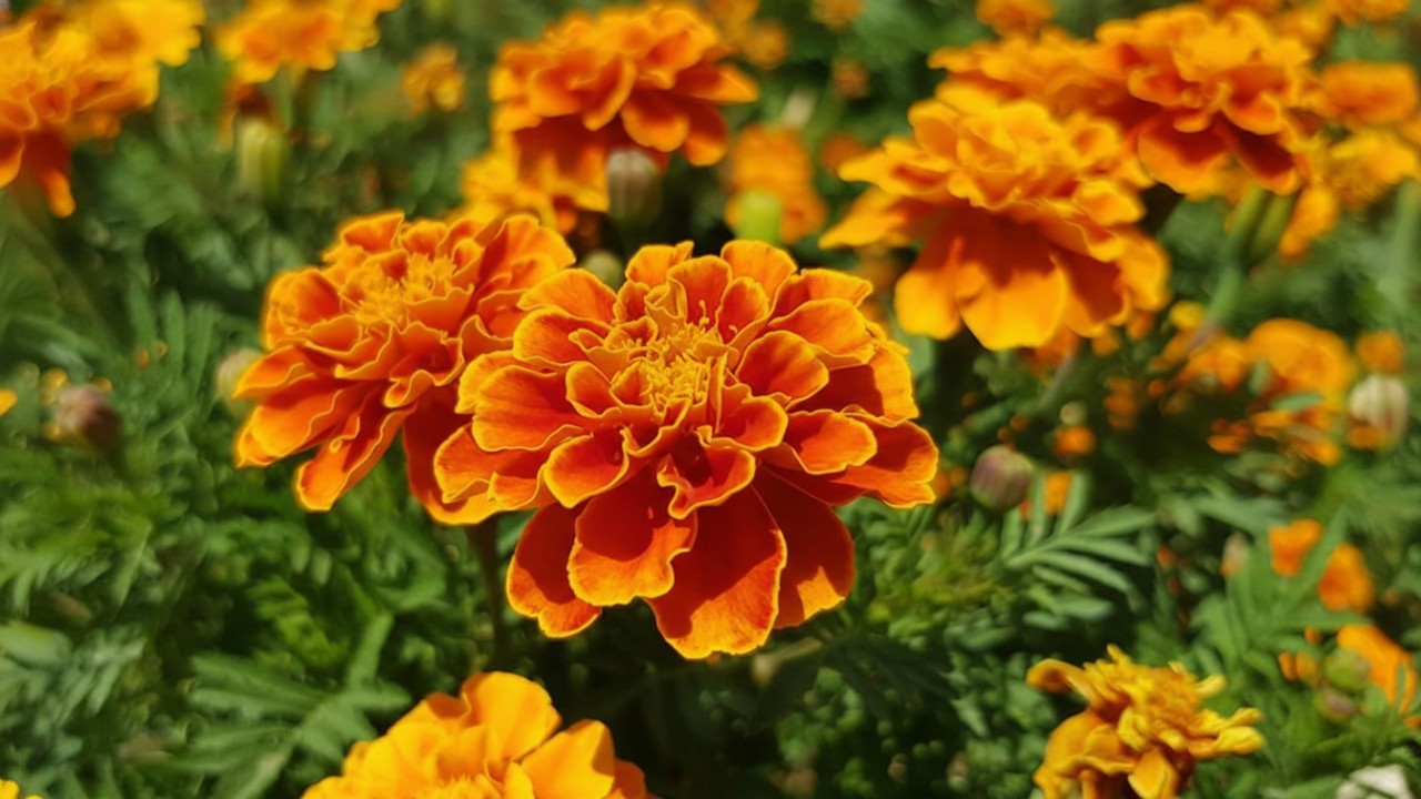 Bunga Marigold.