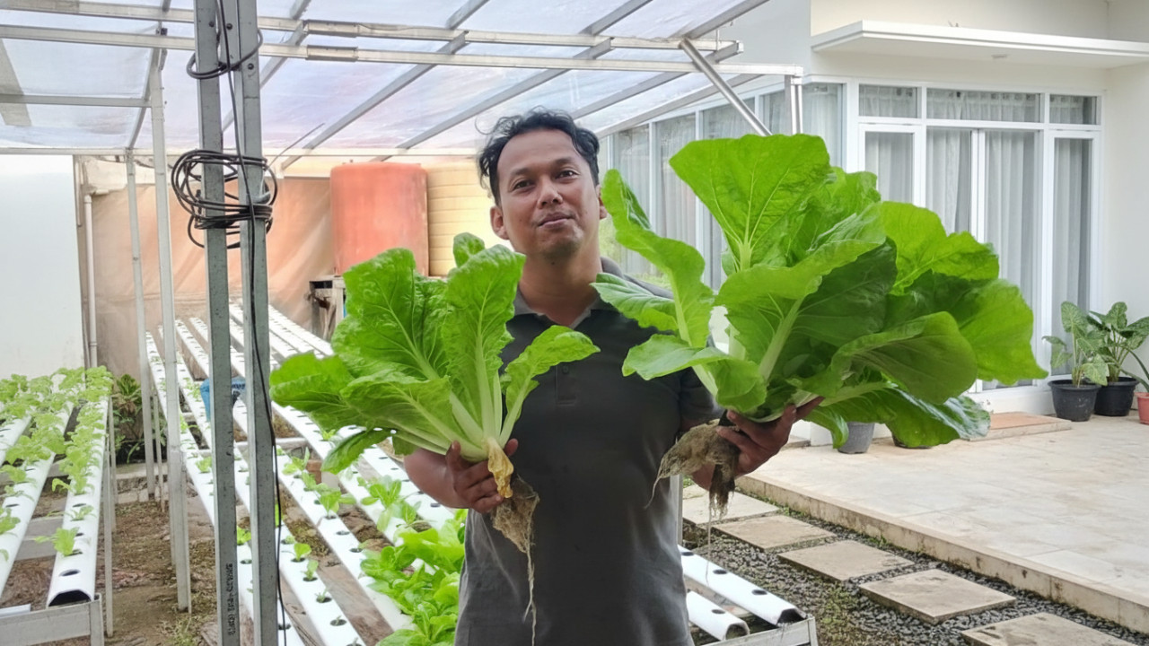 Sistem hidroponik rumahan memanfaatkan ruang sempit di permukiman kota padat.