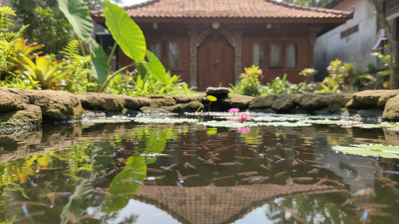 Kolam ikan kecil membantu memakan jentik nyamuk.