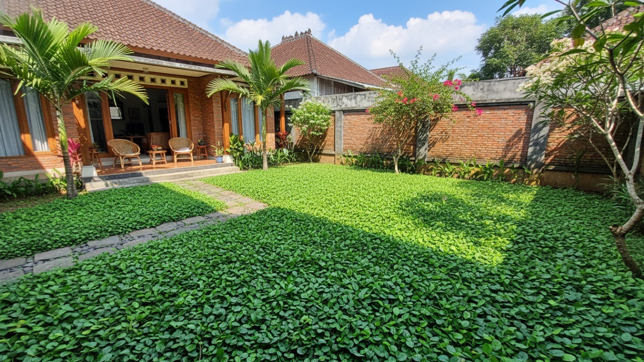 Wedelia menutup tanah dengan daun hijau cerah.