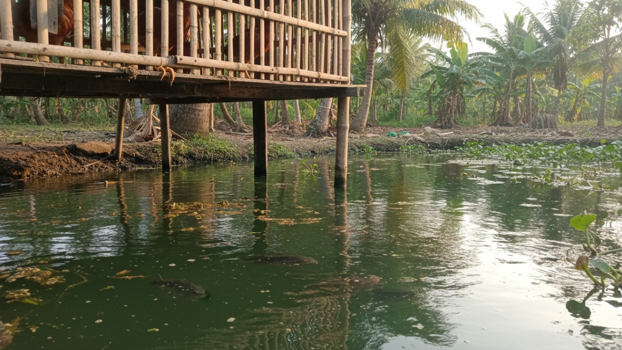 Kolam bawah kandang ayam dengan air kaya nutrisi alami
