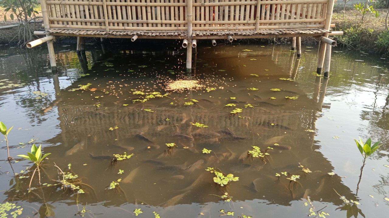 Kolam bawah kandang ayam dengan ekosistem kaya nutrisi, Aktivitas ikan air tawar memanfaatkan pakan alami