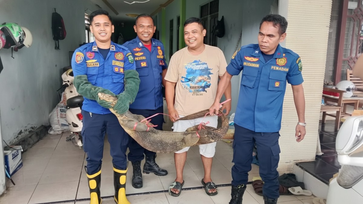 Petugas Damkar HSU bersiap melakukan evakuasi biawak berukuran besar.