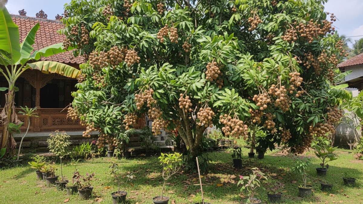 Pohon kelengkeng halaman rumah rimbun dengan buah siap panen, inspirasi kebun pekarangan Cess