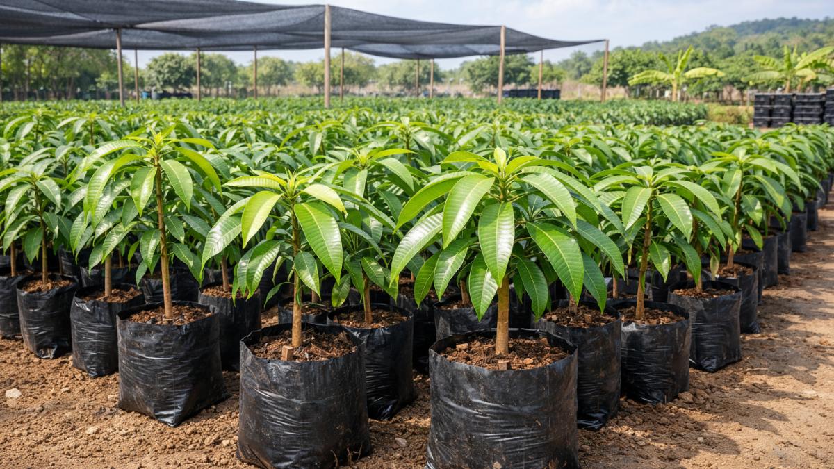 Bibit mangga sehat dalam polybag sebagai dasar agribisnis mangga modern.