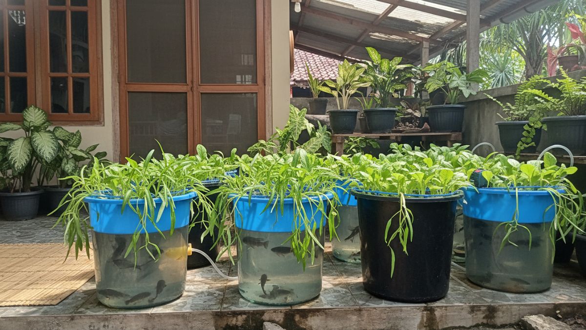 Ember budikdamber berisi ikan dan tanaman sayur tumbuh subur di teras rumah.