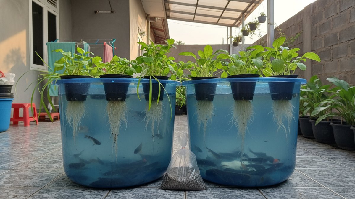 Proses memasukkan benih ikan dan bibit sayur ke dalam ember
