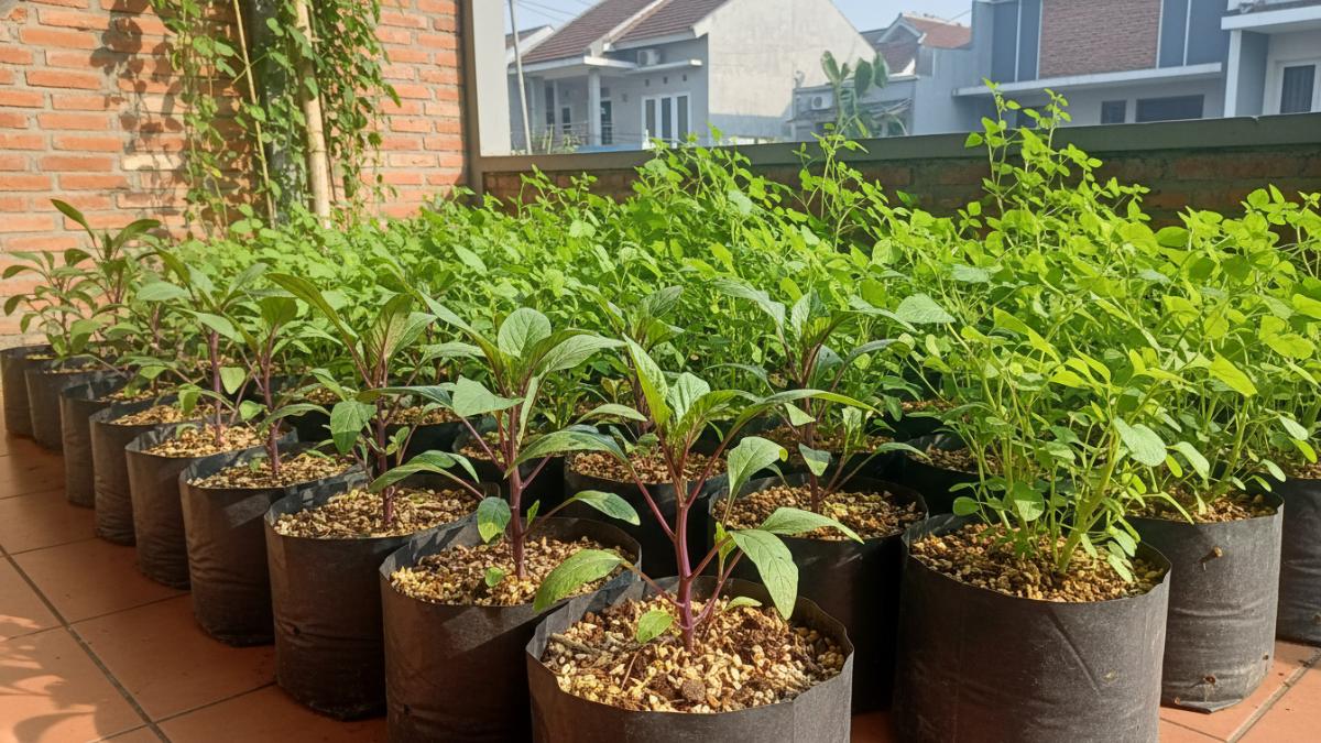 Tanaman kangkung dan bayam tumbuh rapat di lahan kecil dengan sinar matahari cukup DAN Media tanam campuran tanah, kompos, dan sekam dalam polybag di teras rumah.