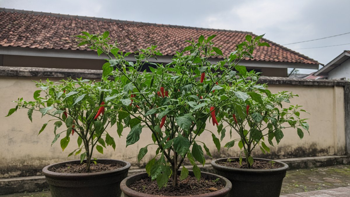 Ilustrasi pot cabai merah tumbuh subur di halaman rumah Balikpapan dengan latar cuaca tropis lembap.