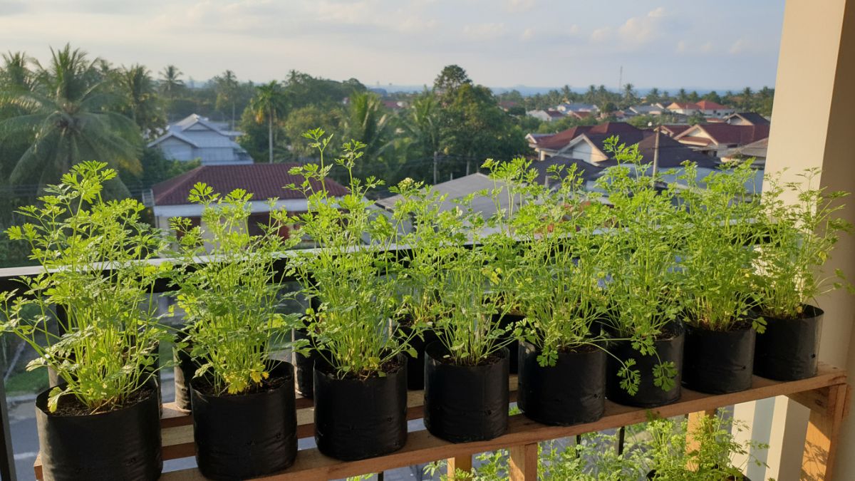 Ketumbar tumbuh subur di polybag balkon rumah tropis Balikpapan, solusi urban farming hemat lahan.