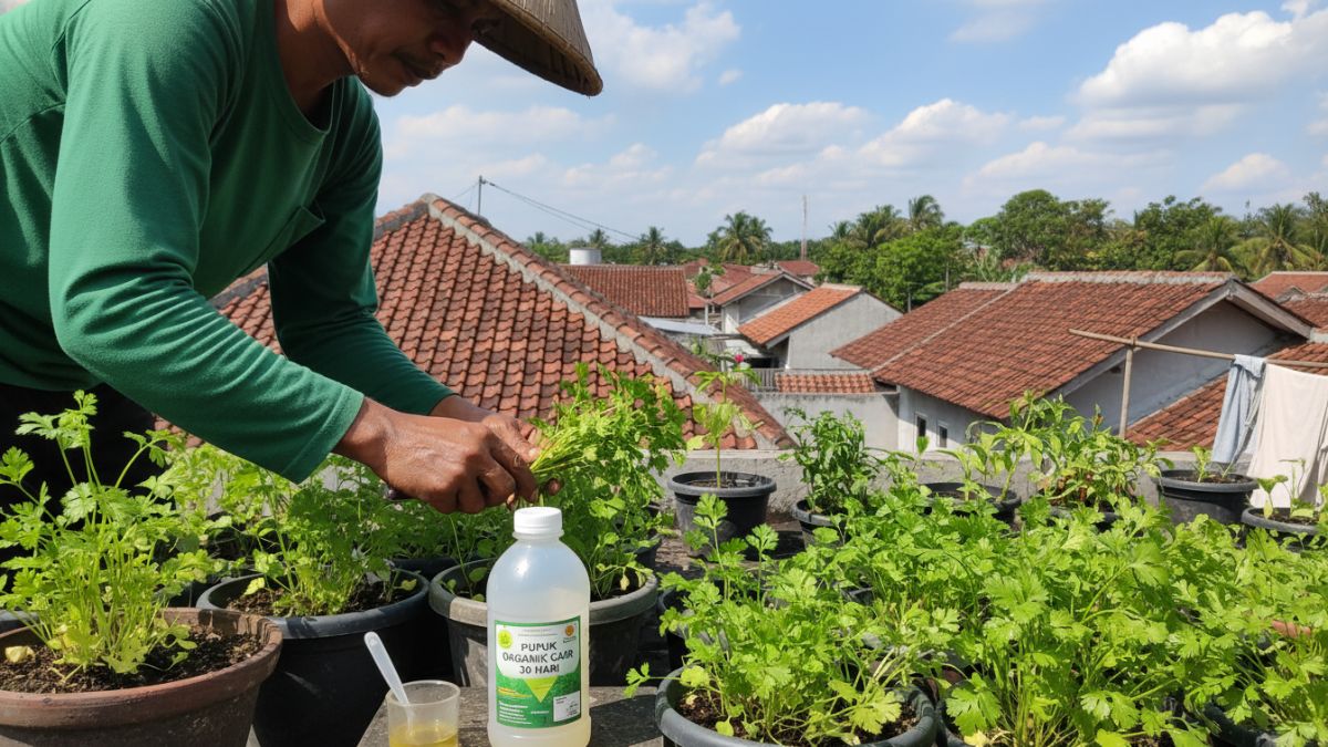 Panen daun ketumbar usia 30 hari dengan pupuk organik cair terukur.