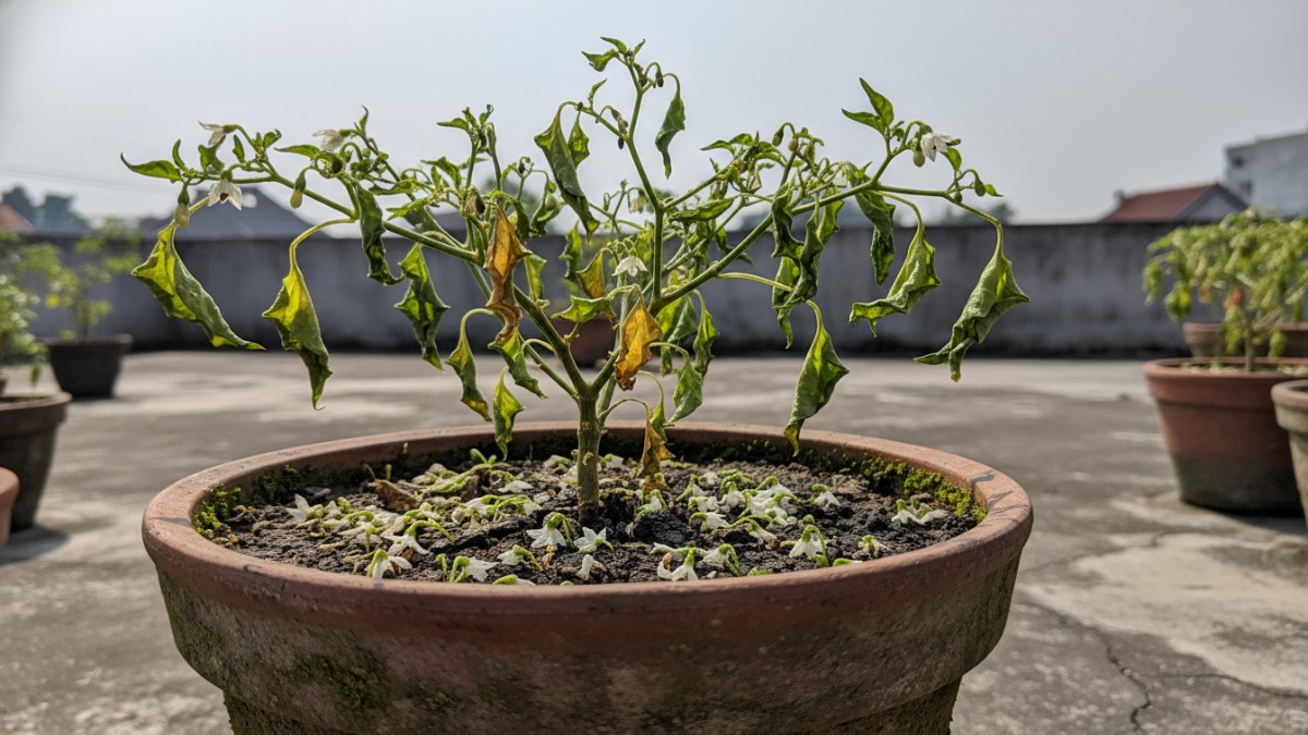 bunga cabai rontok karena suhu dan kelembapan ekstrem.