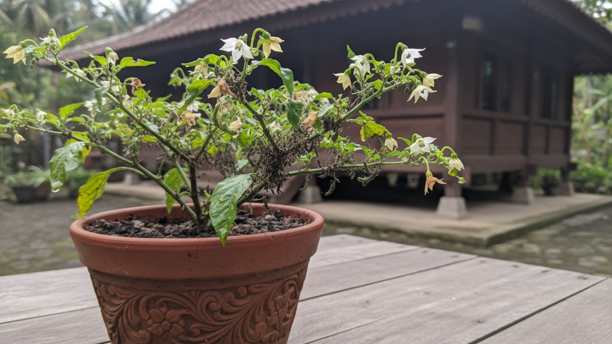 Serangan hama pada bunga cabai yang menghambat pembuahan.