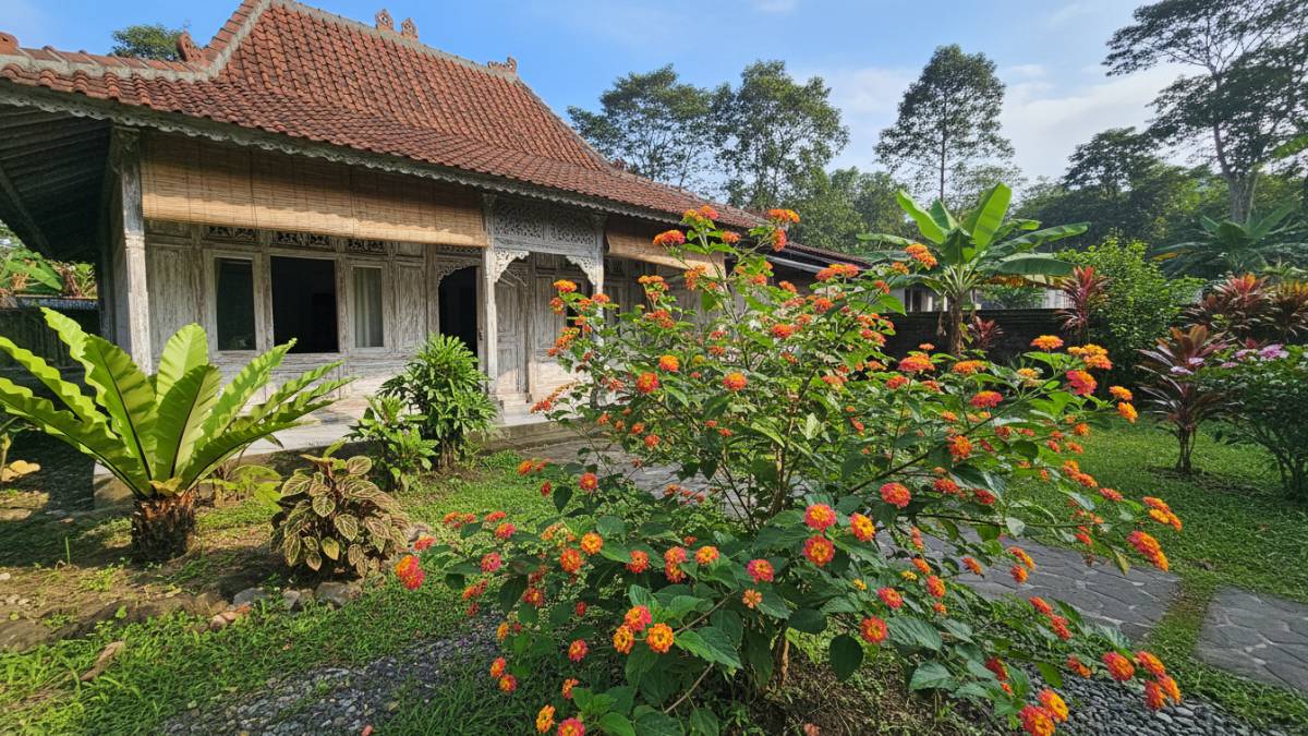 Tembelekan tumbuh subur di pekarangan rumah tropis.