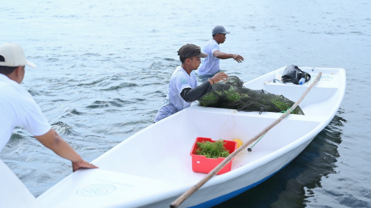 Ilustrasi petani memanen rumput laut dalam kegiatan Panen Perdana Bank Bibit Desa Berdaya di Desa Jungut Batu, Nusa Lembongan, Selasa (20/5), yang mendukung ekonomi masyarakat pesisir.