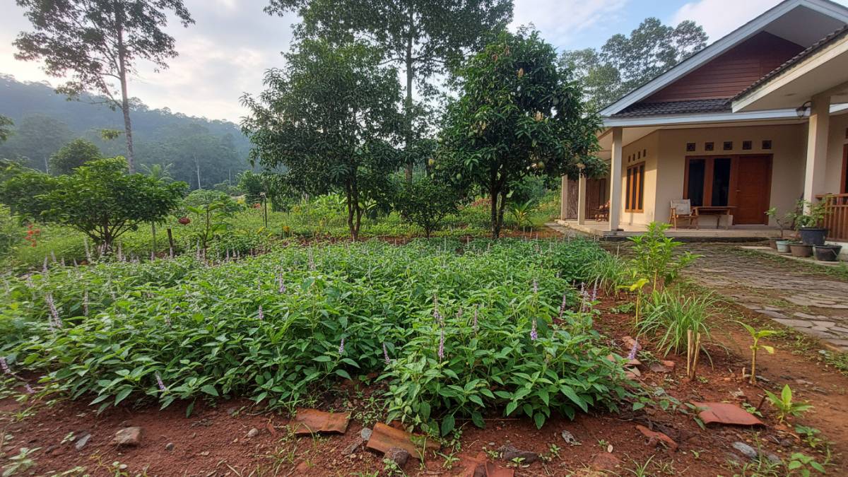 Tanaman tapak liman tumbuh subur di pekarangan rumah tropis Balikpapan sebagai bagian kebun herbal keluarga.