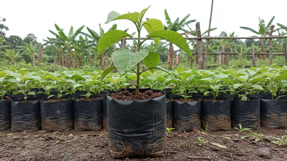 Bibit sembung legi dalam polybag siap tanam.