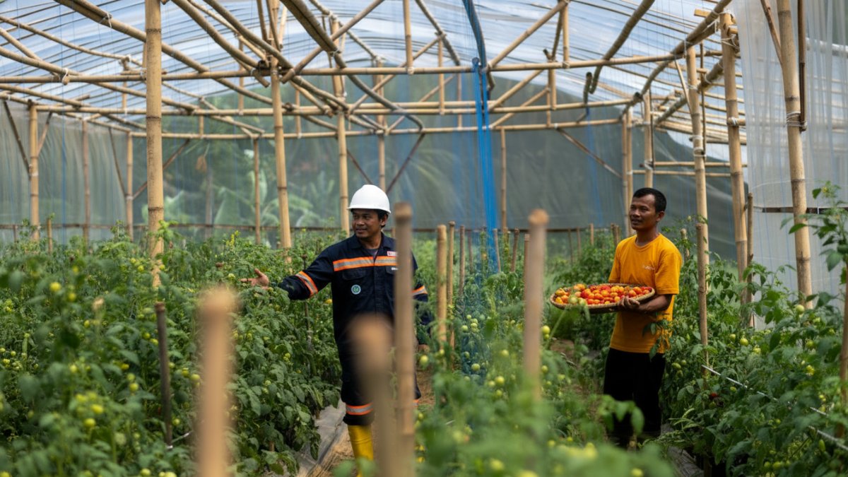 Aktivitas petani di lahan Garitan Kalongliud yang kembali produktif dengan sistem irigasi tetes modern.