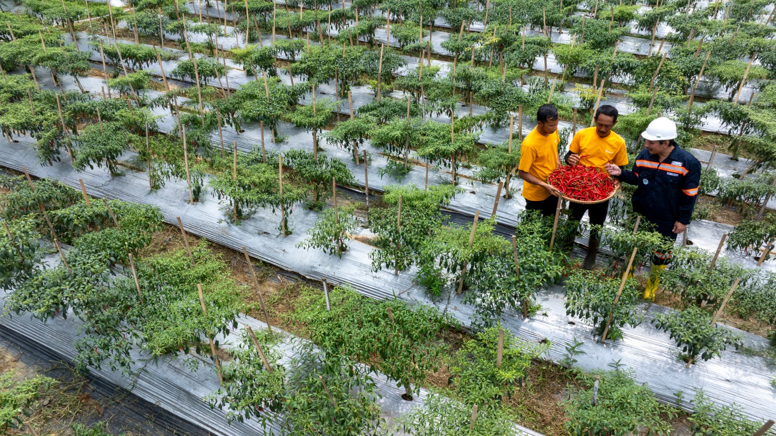 Aktivitas pertanian warga Pongkor dalam program inovasi sosial ANTAM yang mendorong ekonomi desa berbasis keberlanjutan.