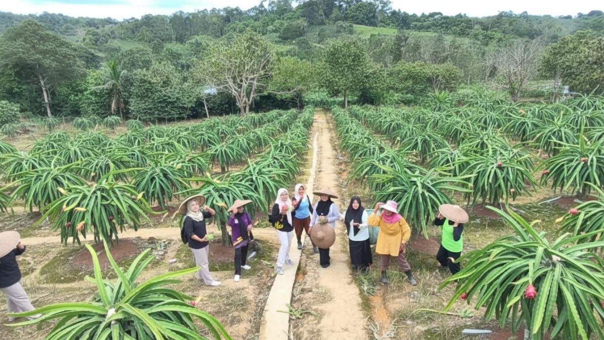 Panen buah naga di Km 21 Karang Joang oleh Poktan Sappo Jaya Mandiri dengan hamparan kebun produktif.