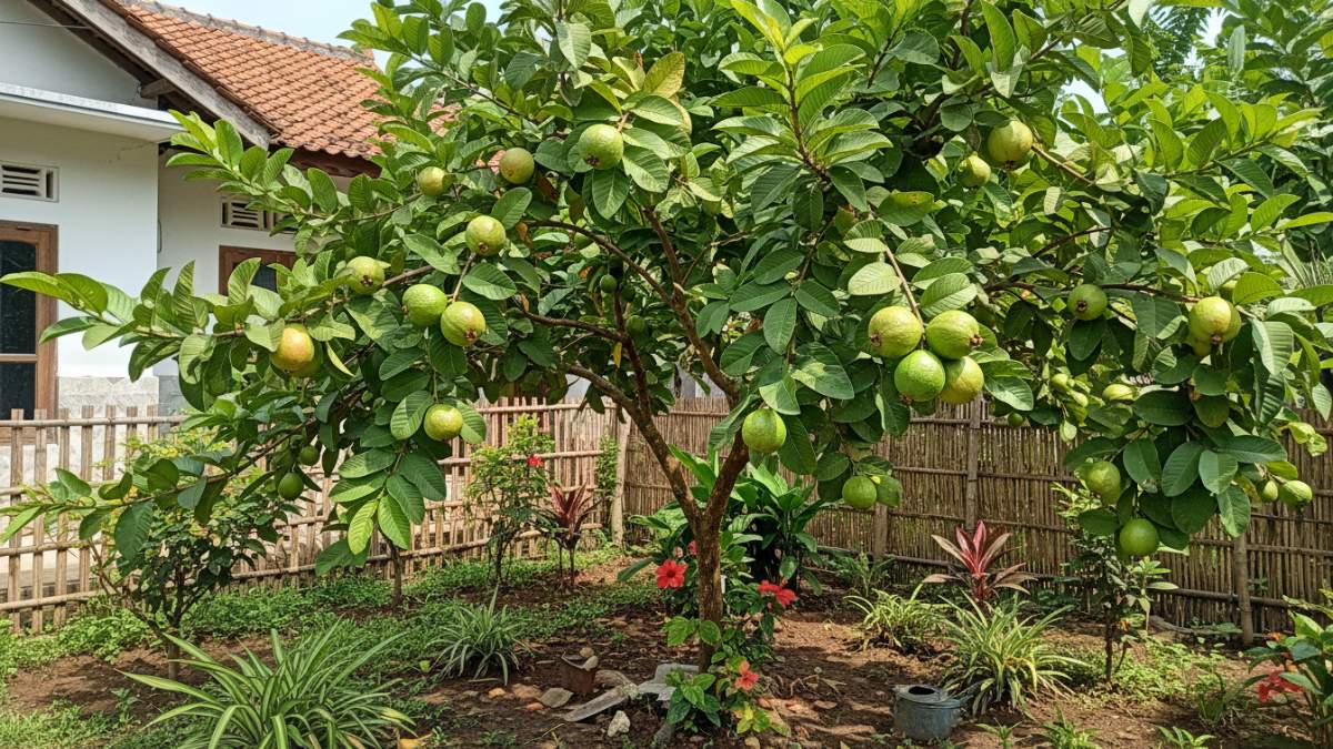 Jambu biji tumbuh optimal di dataran rendah hingga 1.200 mdpl. 