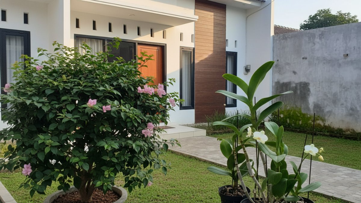 Bougenville berbunga lebat di teras rumah tropis dengan cahaya matahari cukup.