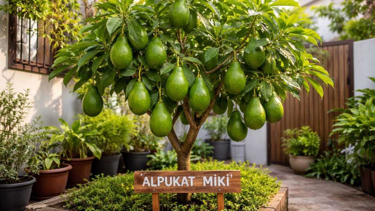 Alpukat miki.