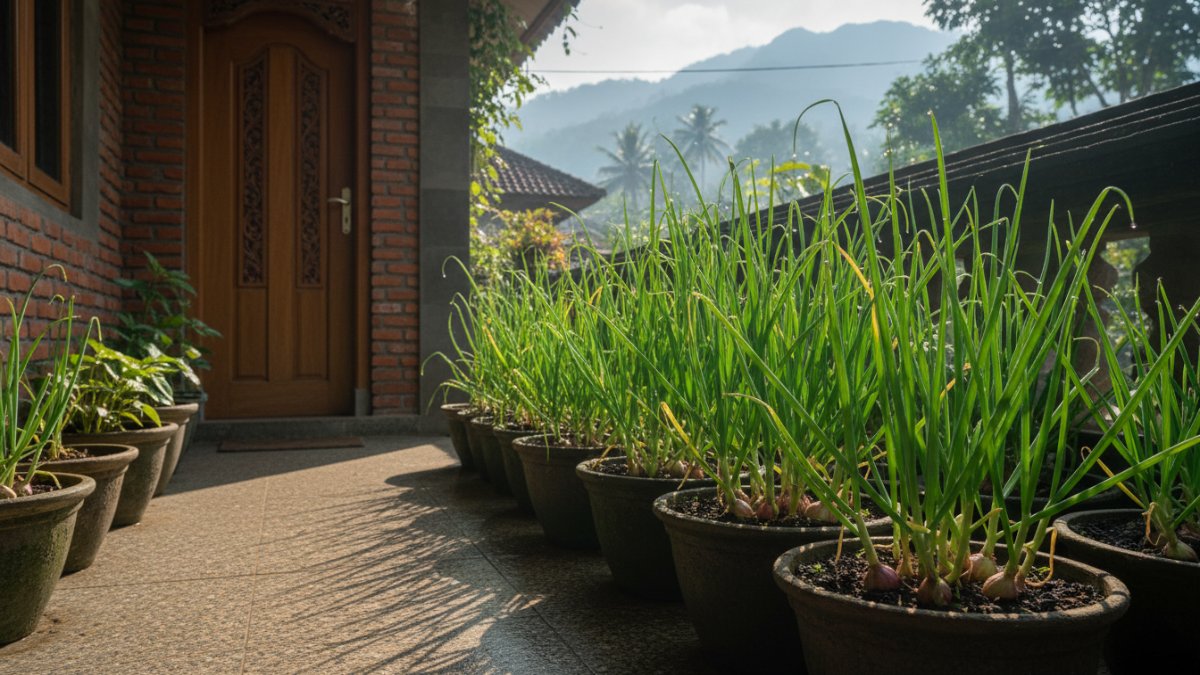 Pot bawang putih tumbuh subur di teras rumah dengan sinar matahari pagi.