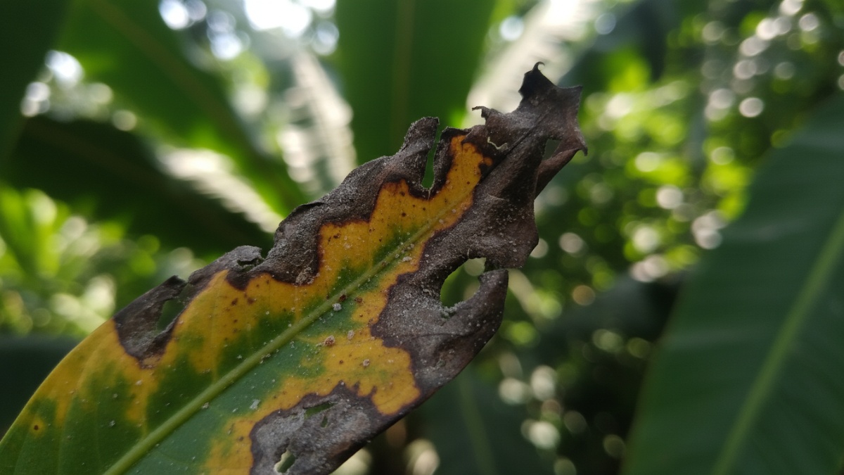 Contoh daun rusak akibat salah penanganan hama dengan bahan kimia berlebihan.