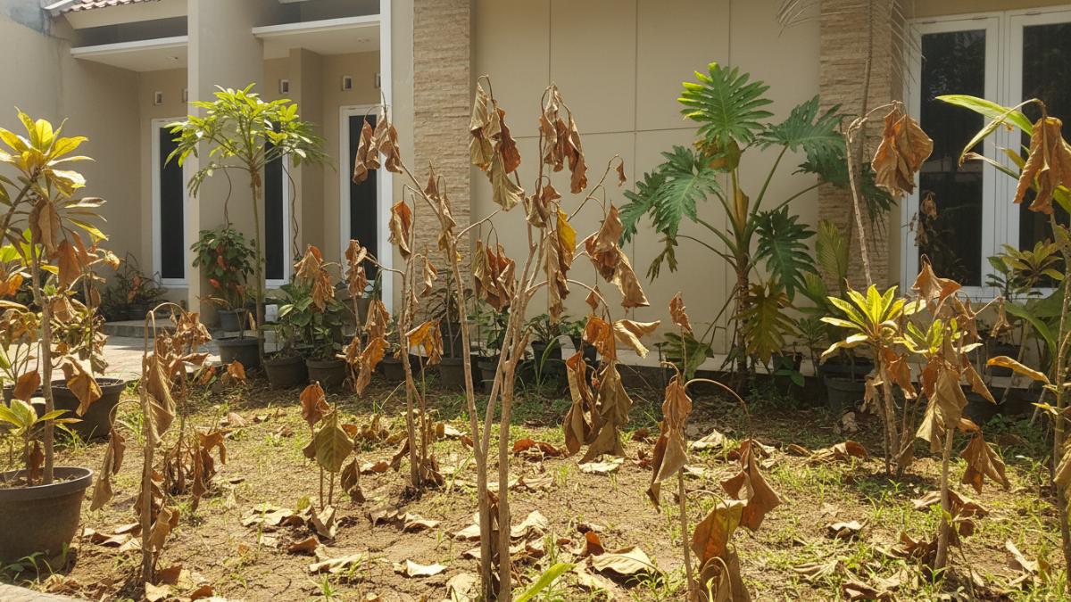 1 Tanaman di halaman rumah yang terlihat layu akibat cuaca panas saat kemarau.