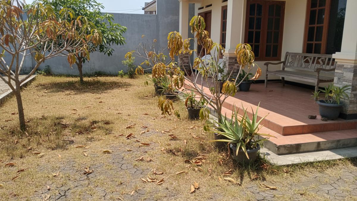 tanaman kering dimusim kemarau
