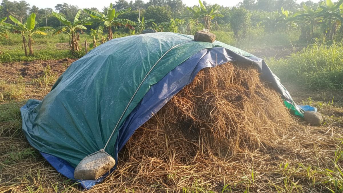 Tumpukan kompos jerami yang difermentasi dengan penutup terpal menjaga kelembapan dan suhu.